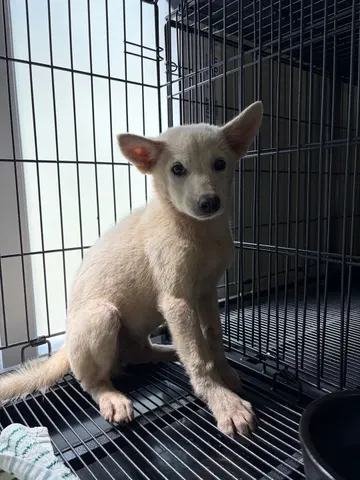 믹스견 · 00477, 가족을 기다리는 강아지