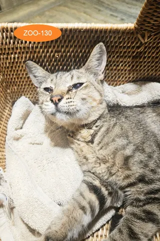 한국 고양이 · 00461, 가족을 기다리는 고양이
