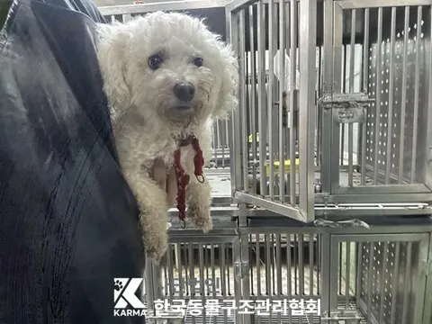 비숑 프리제 · 00176, 가족을 기다리는 강아지