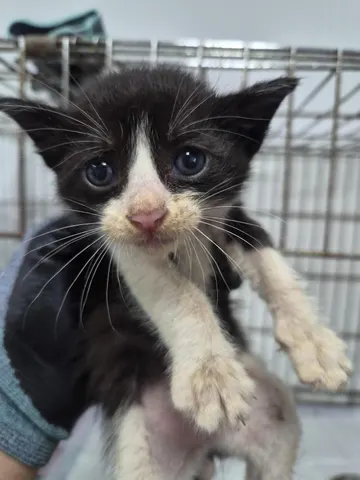 한국 고양이 · 00421, 가족을 기다리는 고양이
