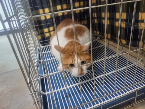 한국 고양이 · 00534, 가족을 기다리는 고양이