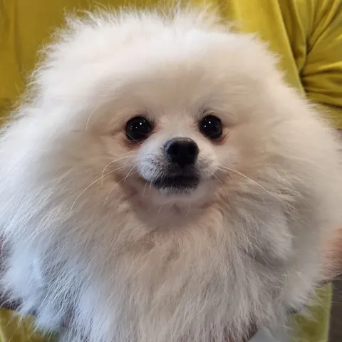 포메라니안 · 00176, 가족을 기다리는 강아지