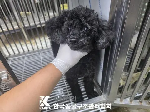 푸들 · 00183, 가족을 기다리는 강아지