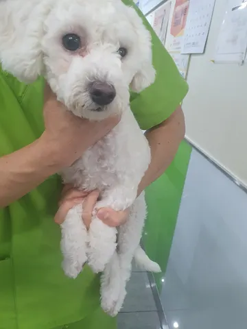 비숑 프리제 · 00469, 가족을 기다리는 강아지