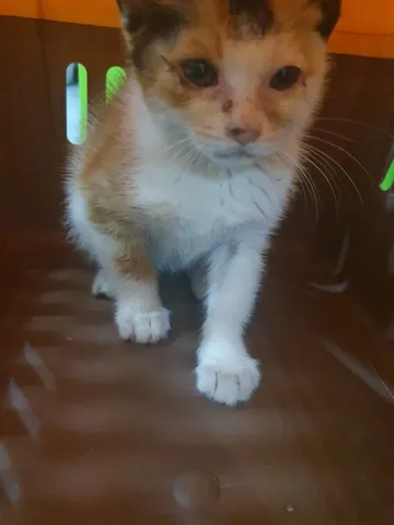 한국 고양이 · 00468, 가족을 기다리는 고양이