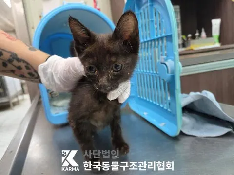 한국 고양이 · 00648, 가족을 기다리는 고양이