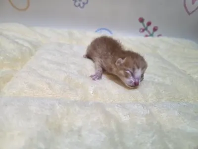 믹스묘 · 00229, 가족을 기다리는 고양이