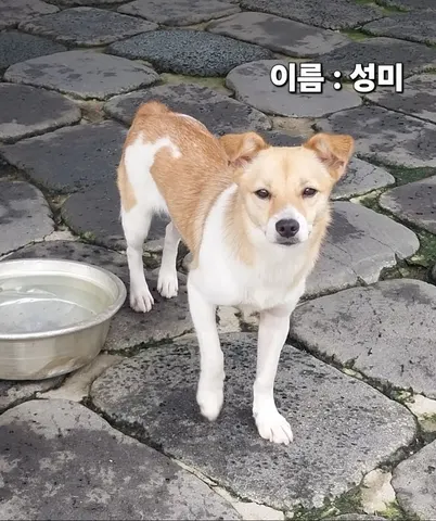 믹스견 · 00279, 가족을 기다리는 강아지