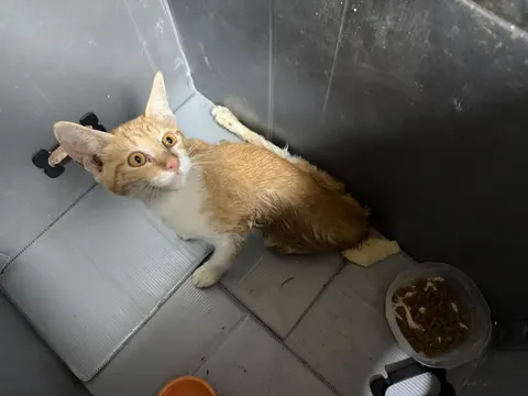 한국 고양이 · 00174, 가족을 기다리는 고양이