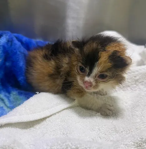 한국 고양이 · 00236, 가족을 기다리는 고양이