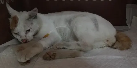 한국 고양이 · 00277, 가족을 기다리는 고양이