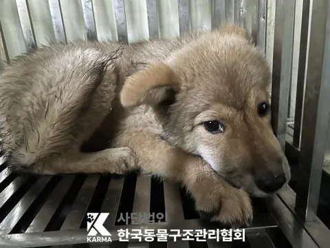 믹스견 · 00091, 가족을 기다리는 강아지