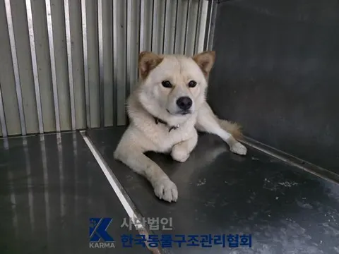 믹스견 · 00121, 가족을 기다리는 강아지