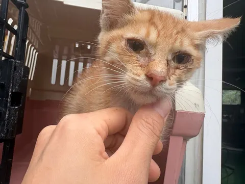 한국 고양이 · 00655, 가족을 기다리는 고양이