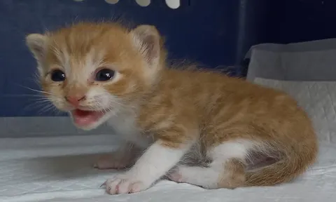 한국 고양이 · 00293, 가족을 기다리는 고양이
