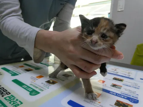한국 고양이 · 00356, 가족을 기다리는 고양이