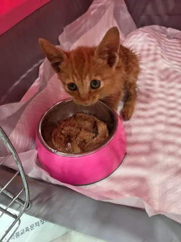 한국 고양이 · 00097, 가족을 기다리는 고양이