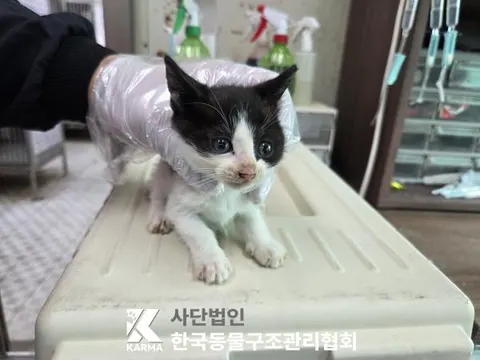 한국 고양이 · 00109, 가족을 기다리는 고양이