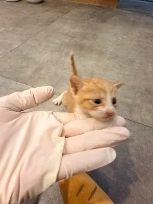 한국 고양이 · 00225, 가족을 기다리는 고양이