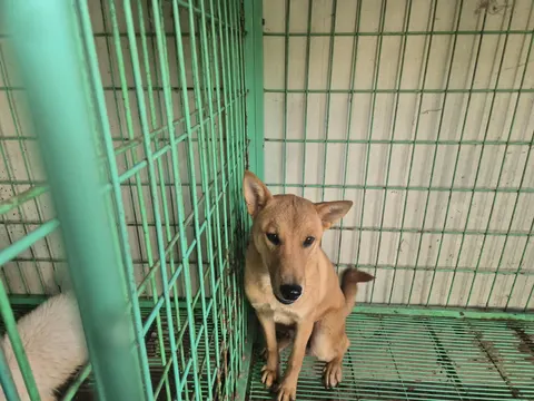 믹스견 · 00504, 가족을 기다리는 강아지