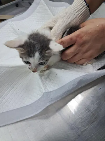 한국 고양이 · 00341, 가족을 기다리는 고양이