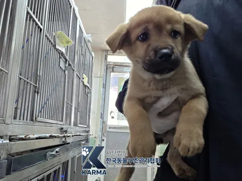 믹스견 · 00198, 가족을 기다리는 강아지