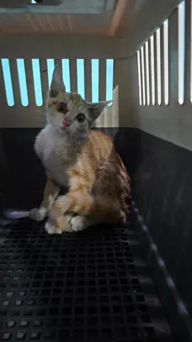 한국 고양이 · 00345, 가족을 기다리는 고양이