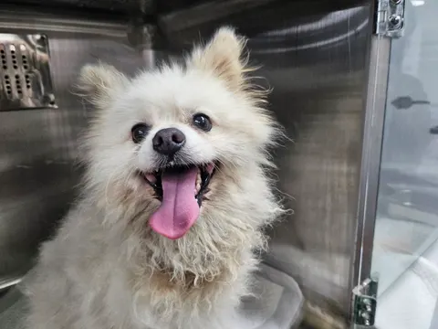 포메라니안 · 00082, 가족을 기다리는 강아지