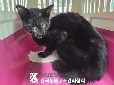 한국 고양이 · 00595, 가족을 기다리는 고양이
