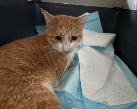 한국 고양이 · 00095, 가족을 기다리는 고양이