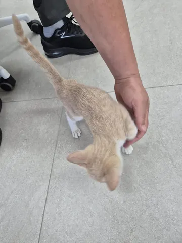 한국 고양이 · 00235, 가족을 기다리는 고양이