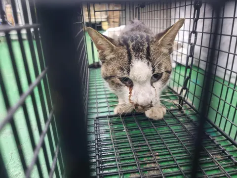 한국 고양이 · 00306, 가족을 기다리는 고양이
