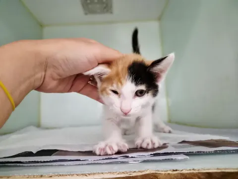 한국 고양이 · 00114, 가족을 기다리는 고양이