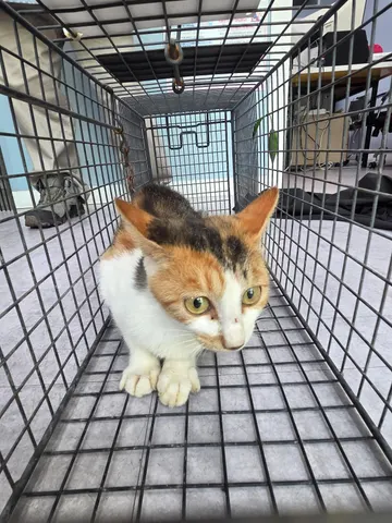 한국 고양이 · 00317, 가족을 기다리는 고양이
