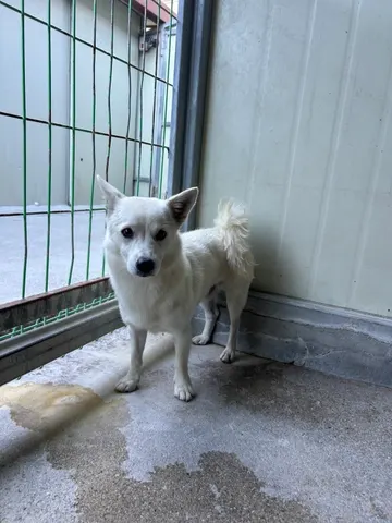 믹스견 · 01172, 가족을 기다리는 강아지