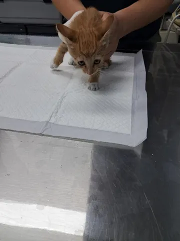 한국 고양이 · 00347, 가족을 기다리는 고양이