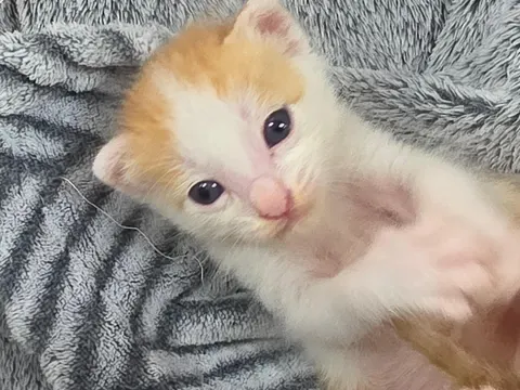 한국 고양이 · 00312, 가족을 기다리는 고양이