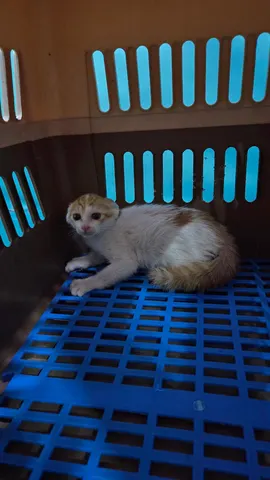 한국 고양이 · 00343, 가족을 기다리는 고양이