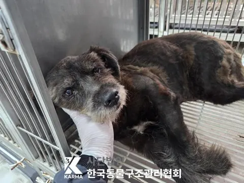 믹스견 · 00671, 가족을 기다리는 강아지