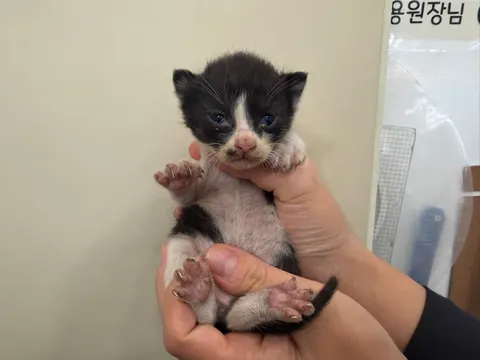한국 고양이 · 00121, 가족을 기다리는 고양이