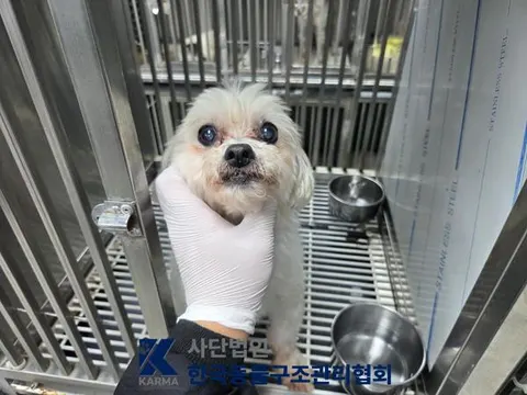 말티즈 · 00196, 가족을 기다리는 강아지