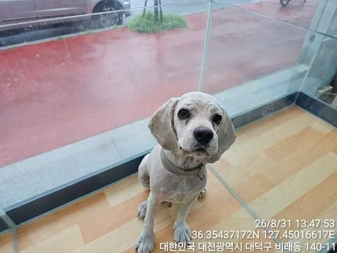 코카 스파니엘 · 00146, 가족을 기다리는 강아지
