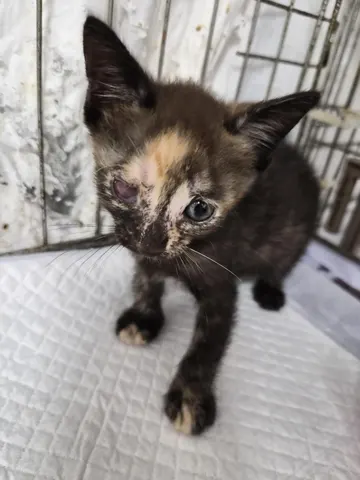 한국 고양이 · 00397, 가족을 기다리는 고양이