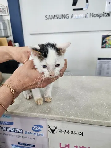 한국 고양이 · 00573, 가족을 기다리는 고양이