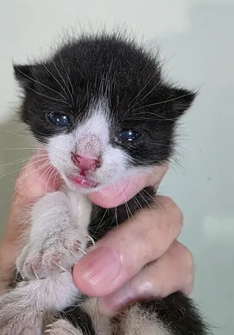 한국 고양이 · 00269, 가족을 기다리는 고양이
