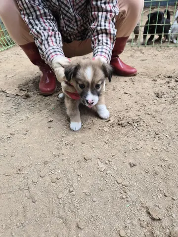 믹스견 · 00130, 가족을 기다리는 강아지