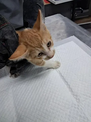 한국 고양이 · 00348, 가족을 기다리는 고양이