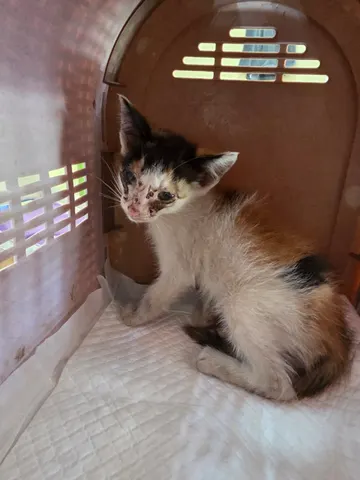한국 고양이 · 00083, 가족을 기다리는 고양이