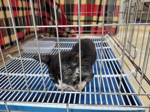 한국 고양이 · 00552, 가족을 기다리는 고양이