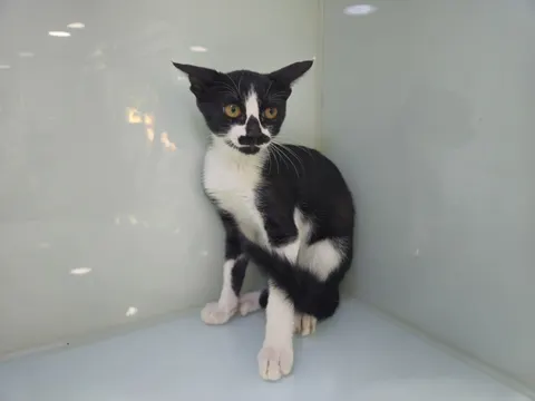 한국 고양이 · 00166, 가족을 기다리는 고양이